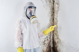 Best Basement Mold Removal  in Glendale, MS